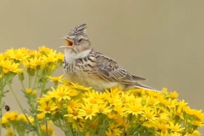 Nature’s Symphony: The Most Beautiful Bird Sounds You Need to Hear!