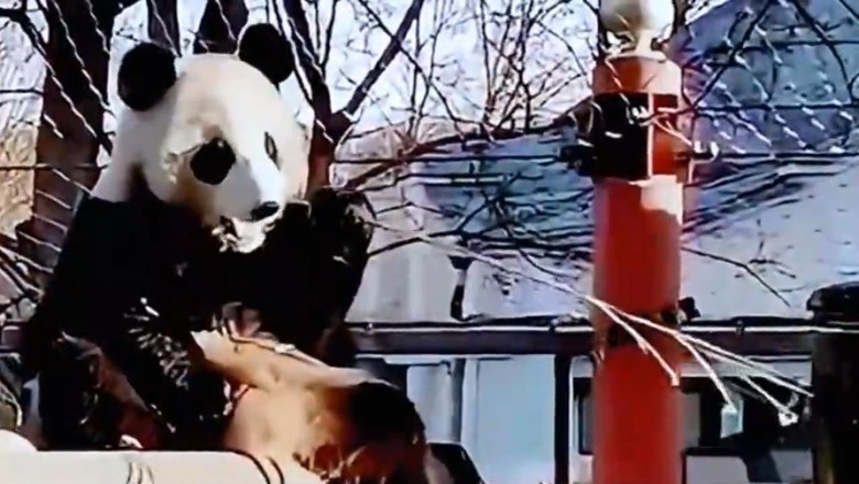 Unbelievable Moments: Watch This Adorable Panda Steal the Show in China!