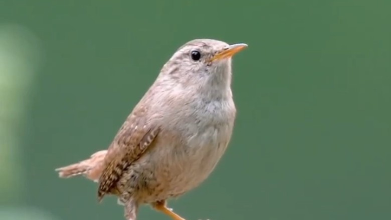 Unlock the Wonders of Nature: Incredible Bird Sounds You Can't Miss!
