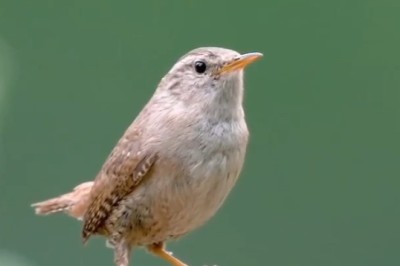 Unlock the Wonders of Nature: Incredible Bird Sounds You Can't Miss!