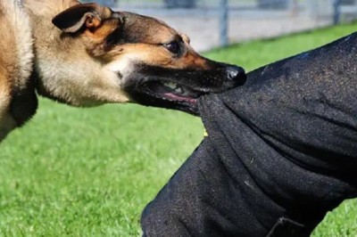 What to Do if a Dog Attacks