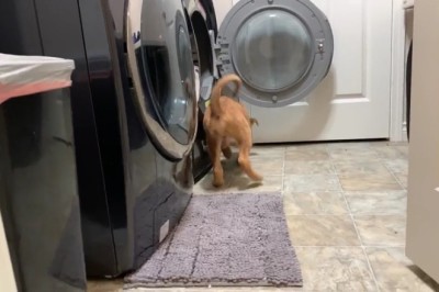 Dog vs. Snow: Epic Adventures in the Winter Wonderland!