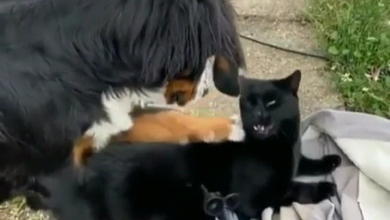 Epic Dog vs Cat Showdown: Hilarious Moments That Will Melt Your Heart!