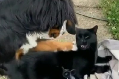 Epic Dog vs Cat Showdown: Hilarious Moments That Will Melt Your Heart!