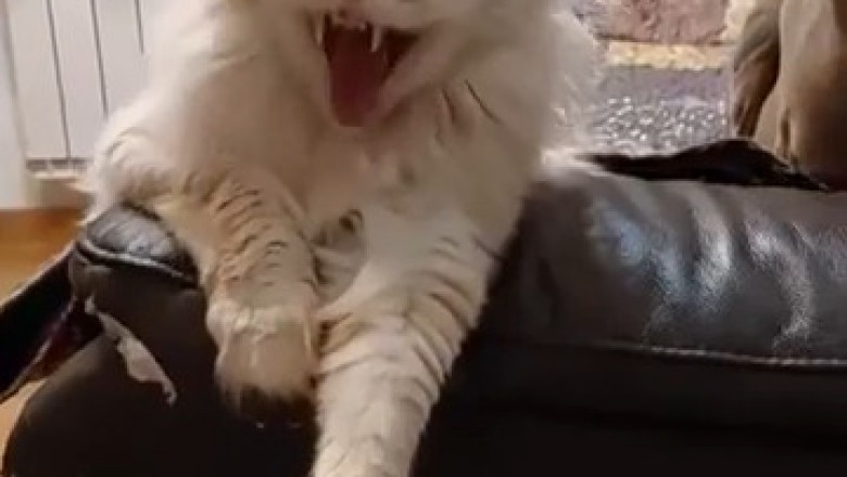Hilarious Moments of Our Furry Friends: The Funniest Pets on the Internet!