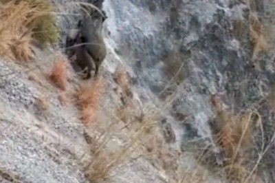 Horses to the Rescue: Heartwarming Deeds for Animals in Need!