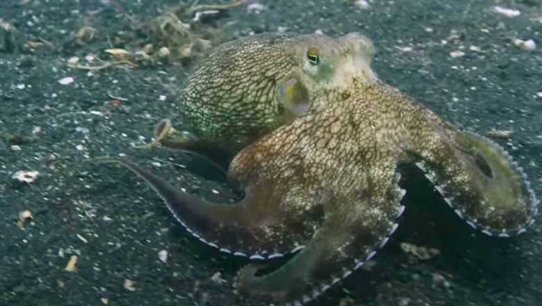 Octopus Takes Aim: Netflix Documentary Captures Octopus Shooting Fish with Siphon
