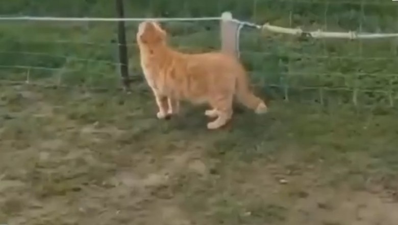 Shocking Moments: Animals Electrocuted on Camera!
