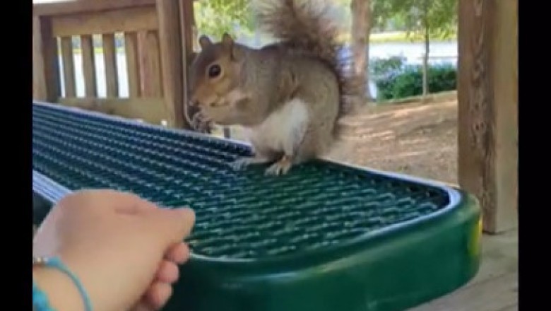 Squirrel Showdown: The Craziest and Most Hilarious Squirrel Attacks Caught on Camera!