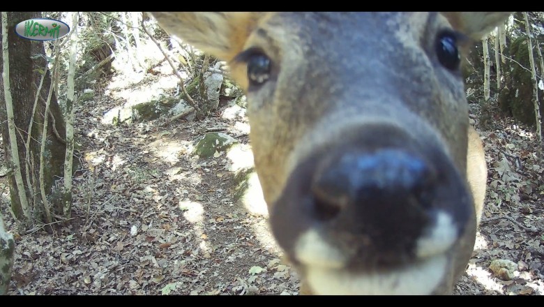 Surprising Forest Encounter: Camera Captures Majestic Deer Up Close!