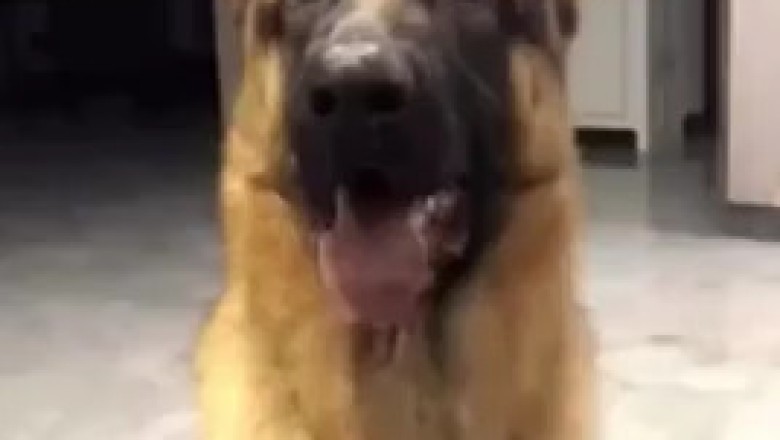 The Amazing Talents of a Shepherd Dog: Watch Him Shine!