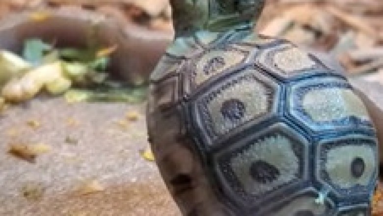 The Incredible Turtle and the Basket: A Heartwarming Adventure!