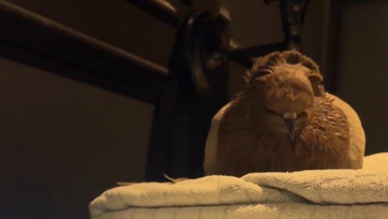 The Ultimate Chill Vibe: Dove Meets Headphones!