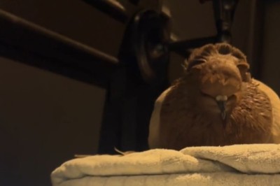 The Ultimate Chill Vibe: Dove Meets Headphones!