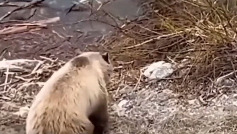 Unbelievable Animal Encounters: Nature's Most Unexpected Moments!