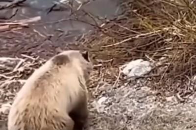 Unbelievable Animal Encounters: Nature's Most Unexpected Moments!