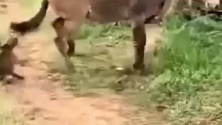 Unbelievable Strongest Horse Kicks! Watch These Powerful Hooves in Action!