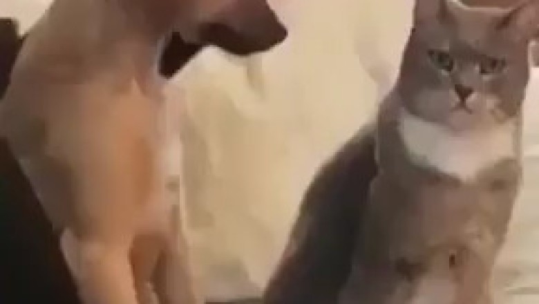 When Cats and Dogs Collide: Hilarious Moments You Can't Miss!