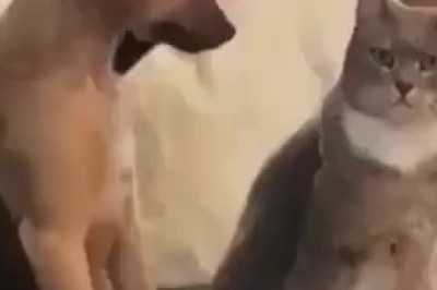 When Cats and Dogs Collide: Hilarious Moments You Can't Miss!