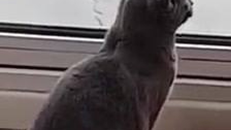 When Your Cat Has a Deep Conversation with Itself!