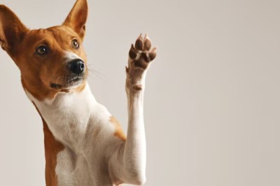 20 Long-Lived Dog Breeds That Will Be Your Loyal Companions for Years!