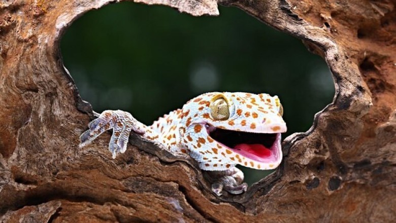 Can You Identify These 10 Elusive Animals? Test Your Knowledge Now!