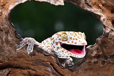 Can You Identify These 10 Elusive Animals? Test Your Knowledge Now!