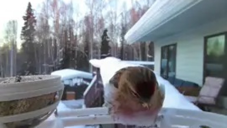 Adorable Bird Enjoying Soup: Cutest Feeding Moment Ever! 🐦