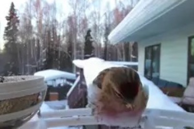 Adorable Bird Enjoying Soup: Cutest Feeding Moment Ever! π¦