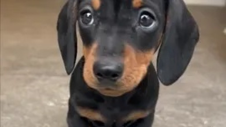 Adorable Small Dachshund: The Cutest Little Dog You'll Ever See!