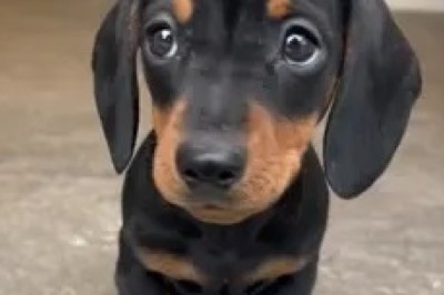 Adorable Small Dachshund: The Cutest Little Dog You'll Ever See!