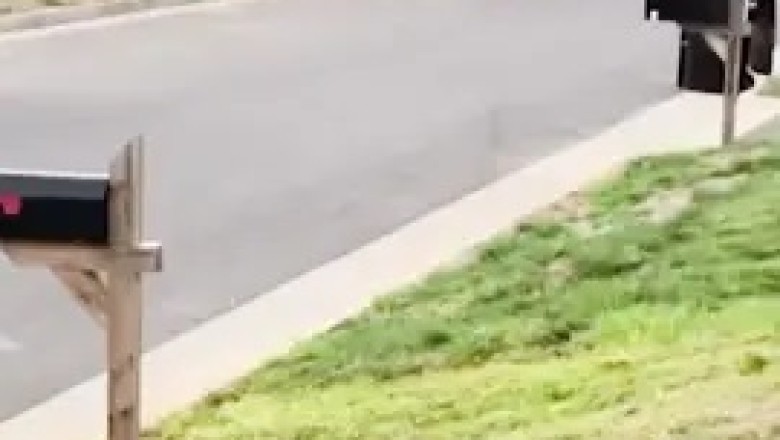 augh Out Loud: Hilarious Pet Antics Compilation!
