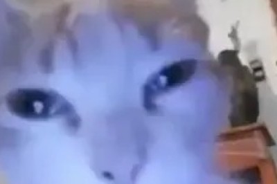 Cat Compilation 2022: The Most Adorable and Hilarious Moments!