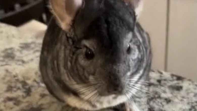 Chinchilla Reading Adventures: A Bookish Journey!