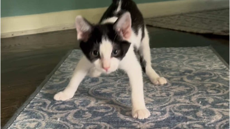 Dancey the Kitten: Adorable Moves That Will Melt Your Heart!
