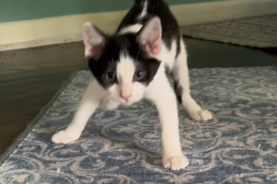 Dancey the Kitten: Adorable Moves That Will Melt Your Heart!