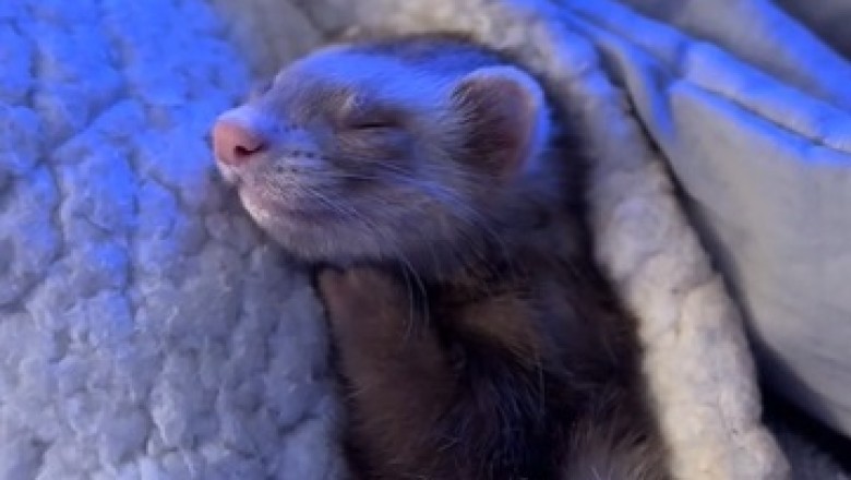 Dreamy Ferret: The Cutest Nap Ever!