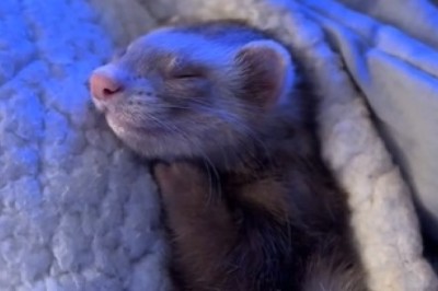 Dreamy Ferret: The Cutest Nap Ever!