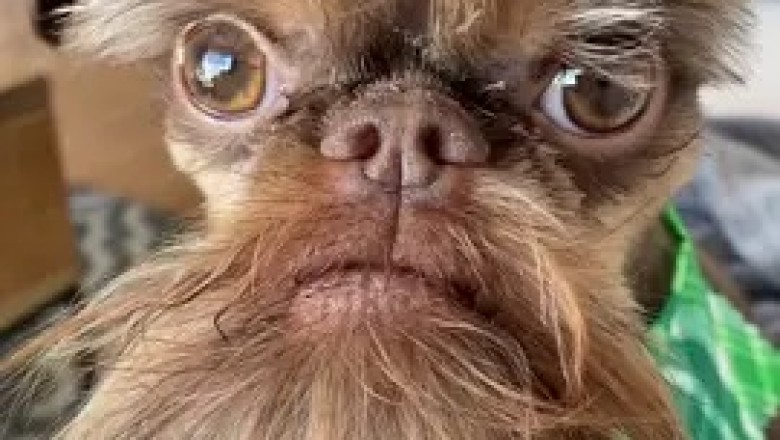 Funny Brussels Griffon: Hilarious Moments That Will Make You Laugh!