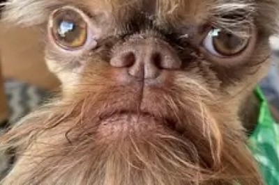 Funny Brussels Griffon: Hilarious Moments That Will Make You Laugh!