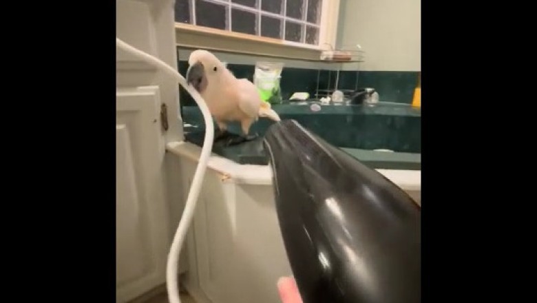 Hilarious Parrot Loves the Hair Dryer: You Won't Stop Laughing! 🦜