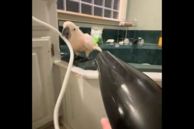 Hilarious Parrot Loves the Hair Dryer: You Won't Stop Laughing! 🦜