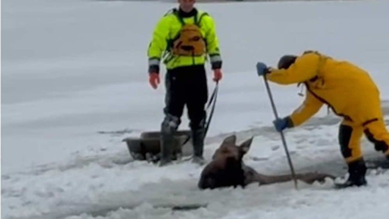 Incredible Moose Rescue on a Frozen Lake: You Won't Believe What Happens! 🦌