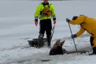 Incredible Moose Rescue on a Frozen Lake: You Won't Believe What Happens! π¦