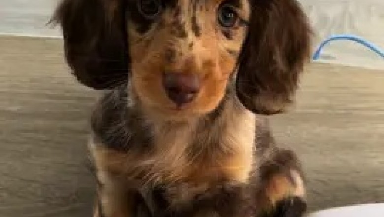 Meet the Adorable Small Dachshund: Tiny Pup with a Big Heart! 🐾