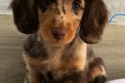 Meet the Adorable Small Dachshund: Tiny Pup with a Big Heart! 🐾