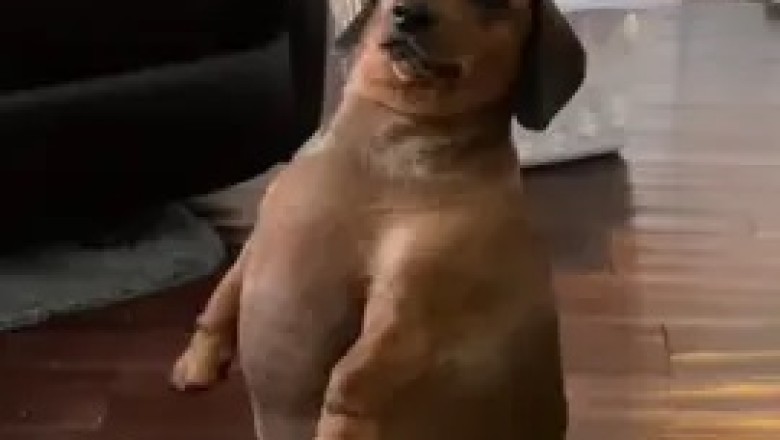 Meet the Dachshund: The Adorable Dog with a Big Personality!