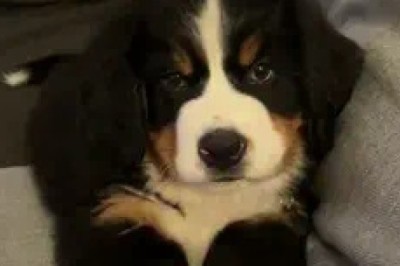 Meet the Majestic Bernese Mountain Dog: A Gentle Giant!
