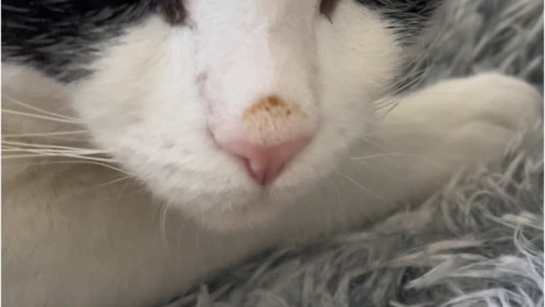 Stunningly Beautiful Cat: A Majestic Feline to Brighten Your Day!