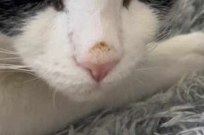 Stunningly Beautiful Cat: A Majestic Feline to Brighten Your Day!